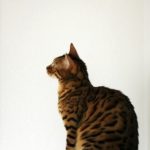 あなたの猫背がバストアップを妨げる！猫背とバストとの関係＆対策方法とは？
